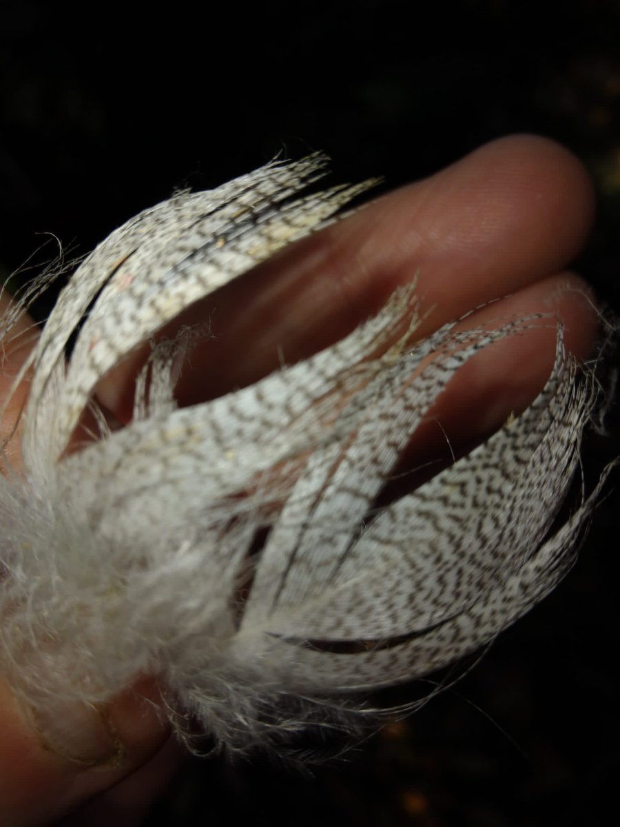 <a href="/HantsIWWildlife/">Hampshire & Isle of Wight Wildlife Trust</a> ecologists checking the nest boxes at #WinnallMoors today. It was fascinating seeing the #nest building items, with moss, hair from the cattle &amp; duck feathers. Amazing to think of all the work that goes into finding and gathering all the warm materials.