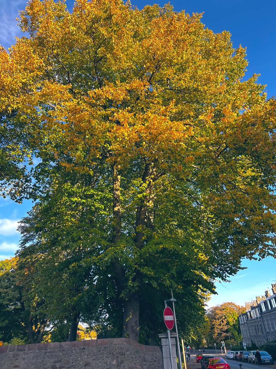 RGS17's tweet image. 🍂 🎃 ❄️