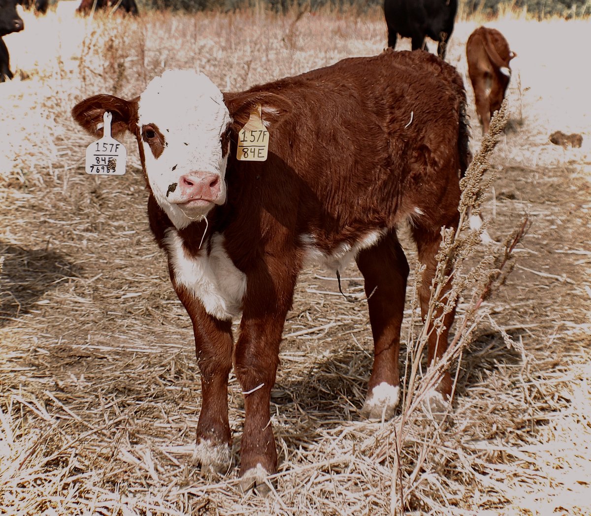 NJW 1A 173D RITA 157F (P43943345) x S16 782 HIGHLAND 84E (P43779333). The ET calves from this mating are something to see!