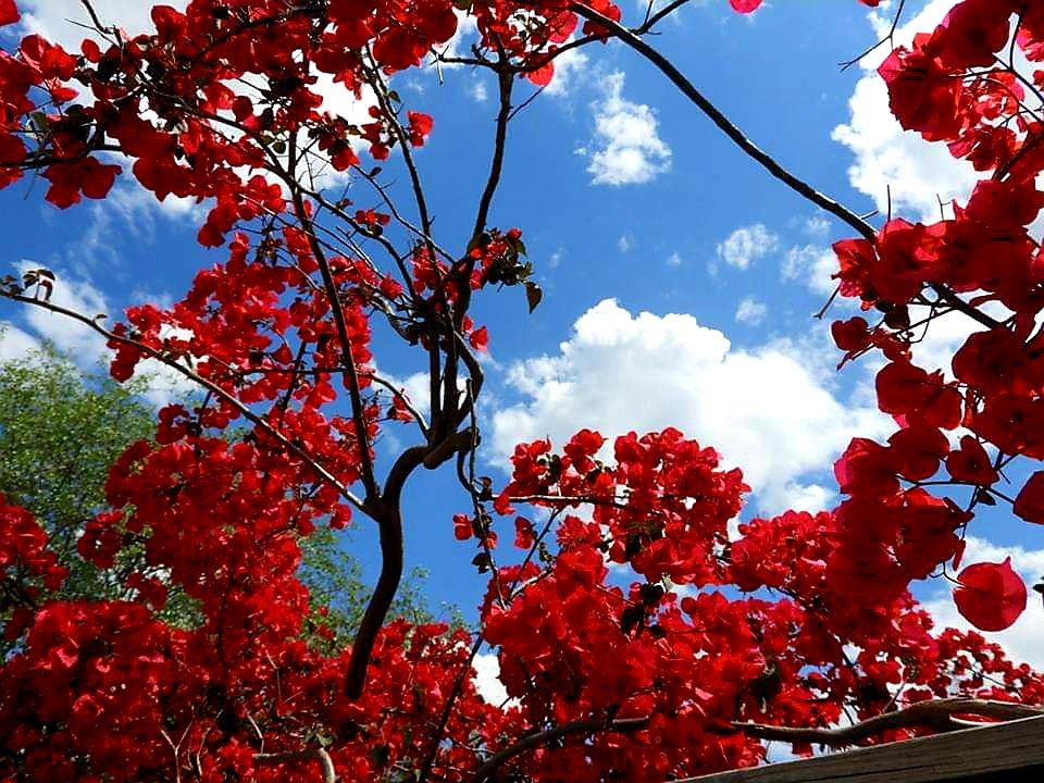 A bright and colourful #Top4Theme. This week it's all about #Top4Blooms.

1: Central Park, #NYC
2 & 3 : #Netherlands 
4: #Australia

Hosts:
@fionamusiclakes @gfreetraveler @4passports @LiveaMemory

#travel #NaturePhotography #Flowers #flowerphotography