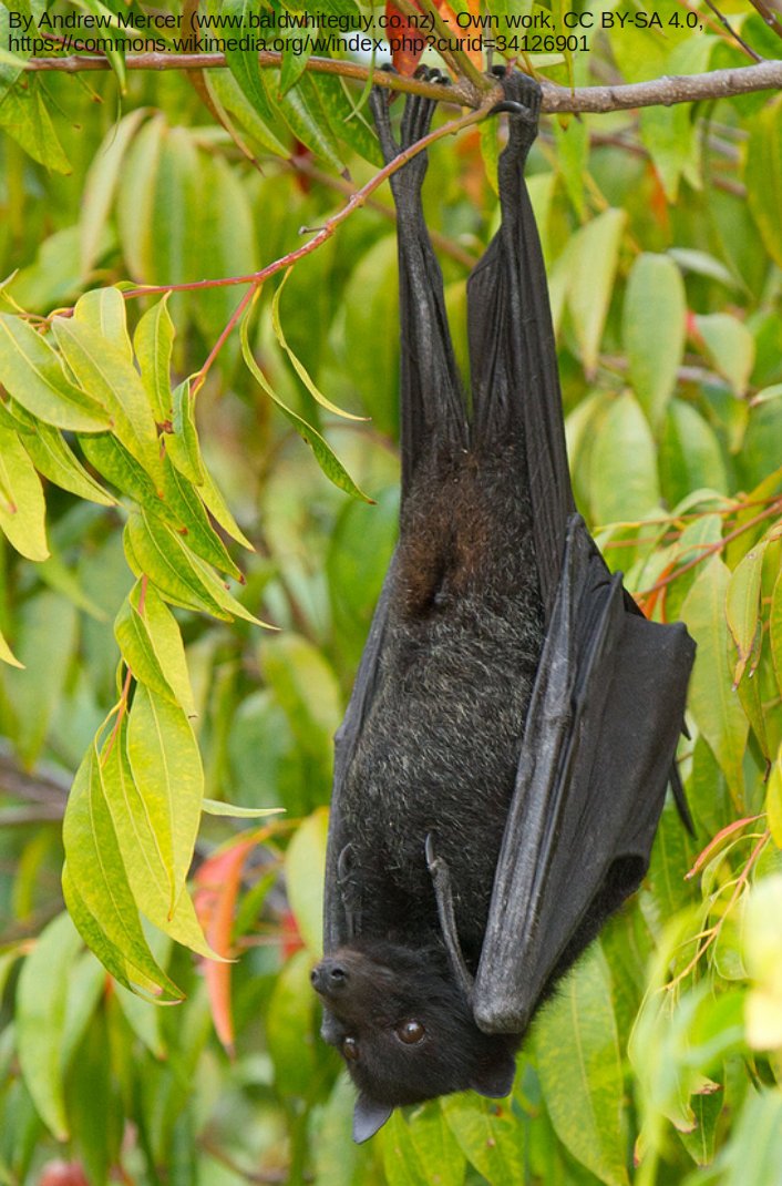 Bats are amazing and their viruses are deadly! Help us discover more about them with a PhD or Honours project in Bat virology/immunology at the Burnet Institute burnet.edu.au/projects/511