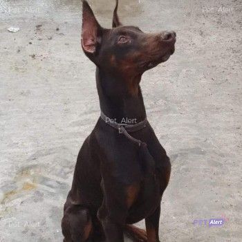 The_Animal_Team's tweet photo. #StrayDog #found #ThomasRoad #Sittingbourne #ME10 area, #Kent. Chipped with a Hungarian chip. Safe w/Swale Borough Council. ☎️01 795 417 850 if you have any information or this is your dog. Proof of ownership required. Doberman, docked tail. https://t.co/h00rXiJStE #dogsoftwitter https://t.co/9UdeucFDu6