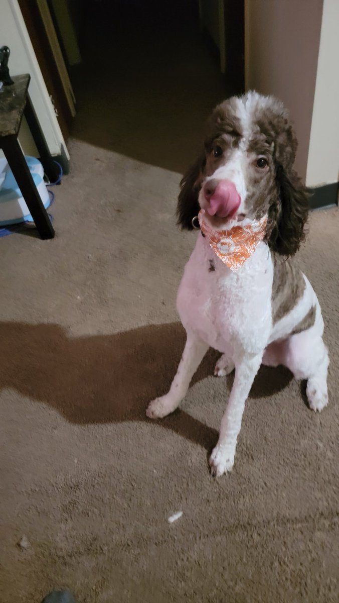 scarredking_'s tweet photo. My baby turned one today! Happy Birthday Austin! 🎂🥳🎉 #poodle #standardpoodle #partipoodle #1yearold #birthdayboy https://t.co/szDkEsdzlP