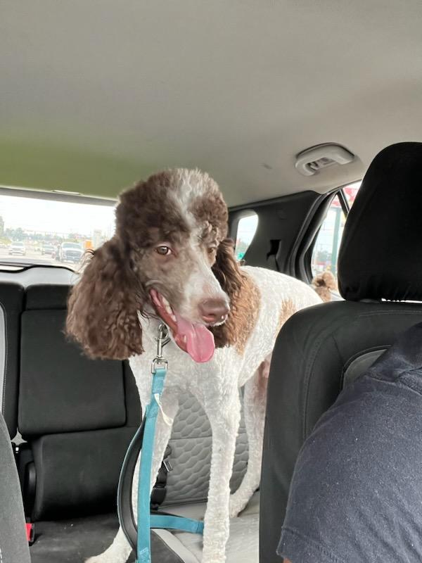 scarredking_'s tweet photo. My baby turned one today! Happy Birthday Austin! 🎂🥳🎉 #poodle #standardpoodle #partipoodle #1yearold #birthdayboy https://t.co/szDkEsdzlP