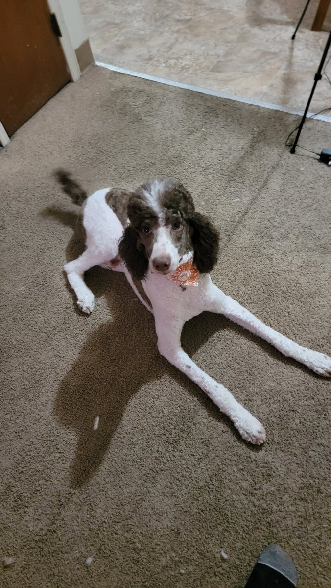 scarredking_'s tweet photo. My baby turned one today! Happy Birthday Austin! 🎂🥳🎉 #poodle #standardpoodle #partipoodle #1yearold #birthdayboy https://t.co/szDkEsdzlP
