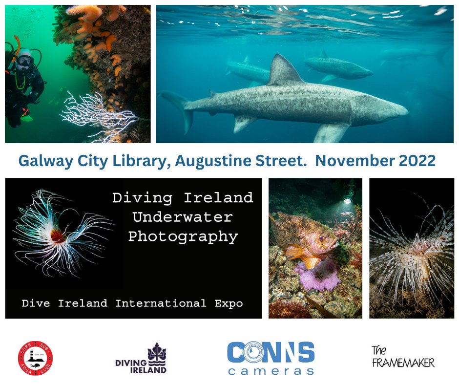 galwaycitylib's tweet image. In November we have a photography exhibition by Diving Ireland Underwater Photography Group members, comprising images taken using GoPro, Compacts &amp;amp; Mirrorless &amp;amp; Digital SLR cameras.  #Sealife #ArtAtTheLibrary #Photography @DiveIrelandExpo @connscameras @GalwayCityCo @GalwayCoCo