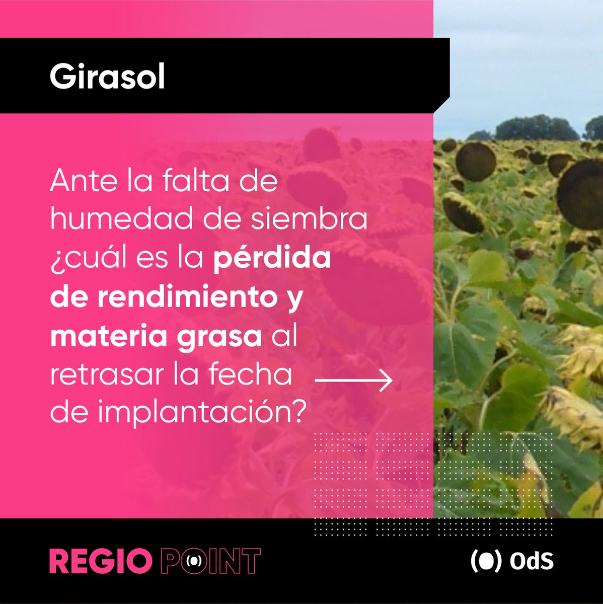 OdSagro's tweet photo. Una pregunta y su respuesta 🌻🚜 

#Siembra #Girasol #Sequía #RegioPoint #AgroDecisiones https://t.co/7fJYrFiPIe