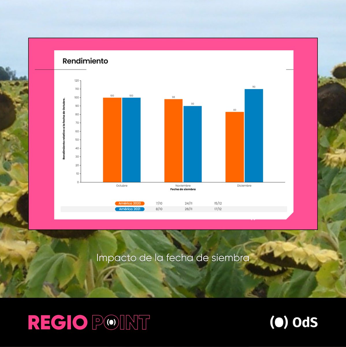 OdSagro's tweet photo. Una pregunta y su respuesta 🌻🚜 

#Siembra #Girasol #Sequía #RegioPoint #AgroDecisiones https://t.co/7fJYrFiPIe