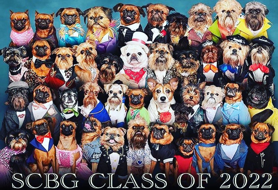 GidgetsFanPage's tweet photo. ‘Spot The Pug!’🐶🤩
How Many Pugs Did You Find????
.
.
.
.
#oneofthesethingsdoesntbelong #brusselsgriffon #grumpygriffon #griffcon #griffonlife #puglife #classof2022 #tophat #surfgidgetthepug #highschooldropout #bowieshoots #griffsofinstagram #doglover #promnight https://t.co/wmusqJI4Ro