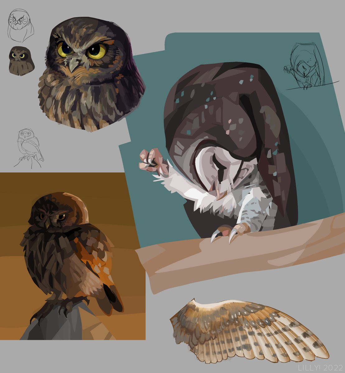 Various studies! #owltober