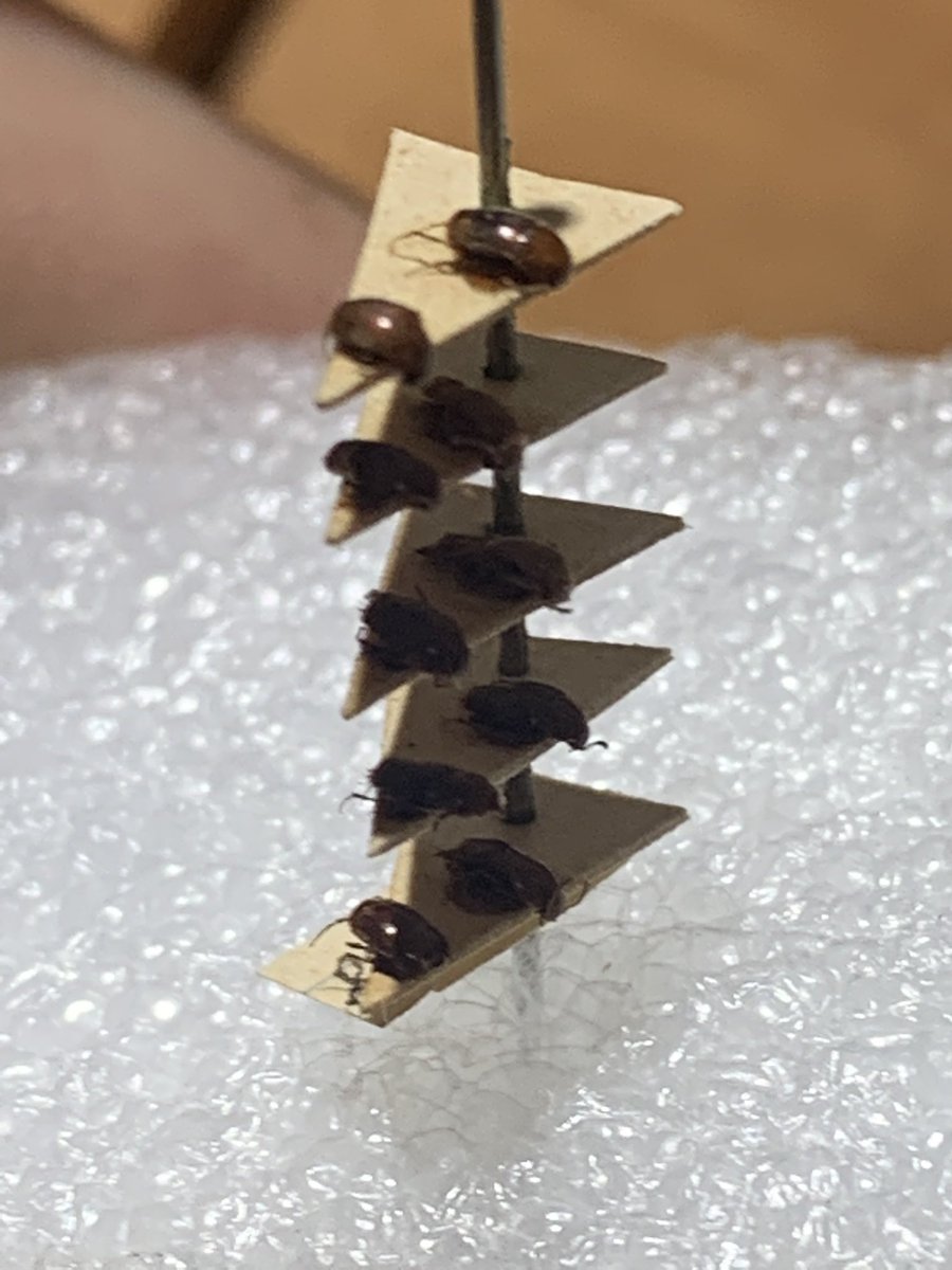 Welcome to the Tower of Tachyporinae