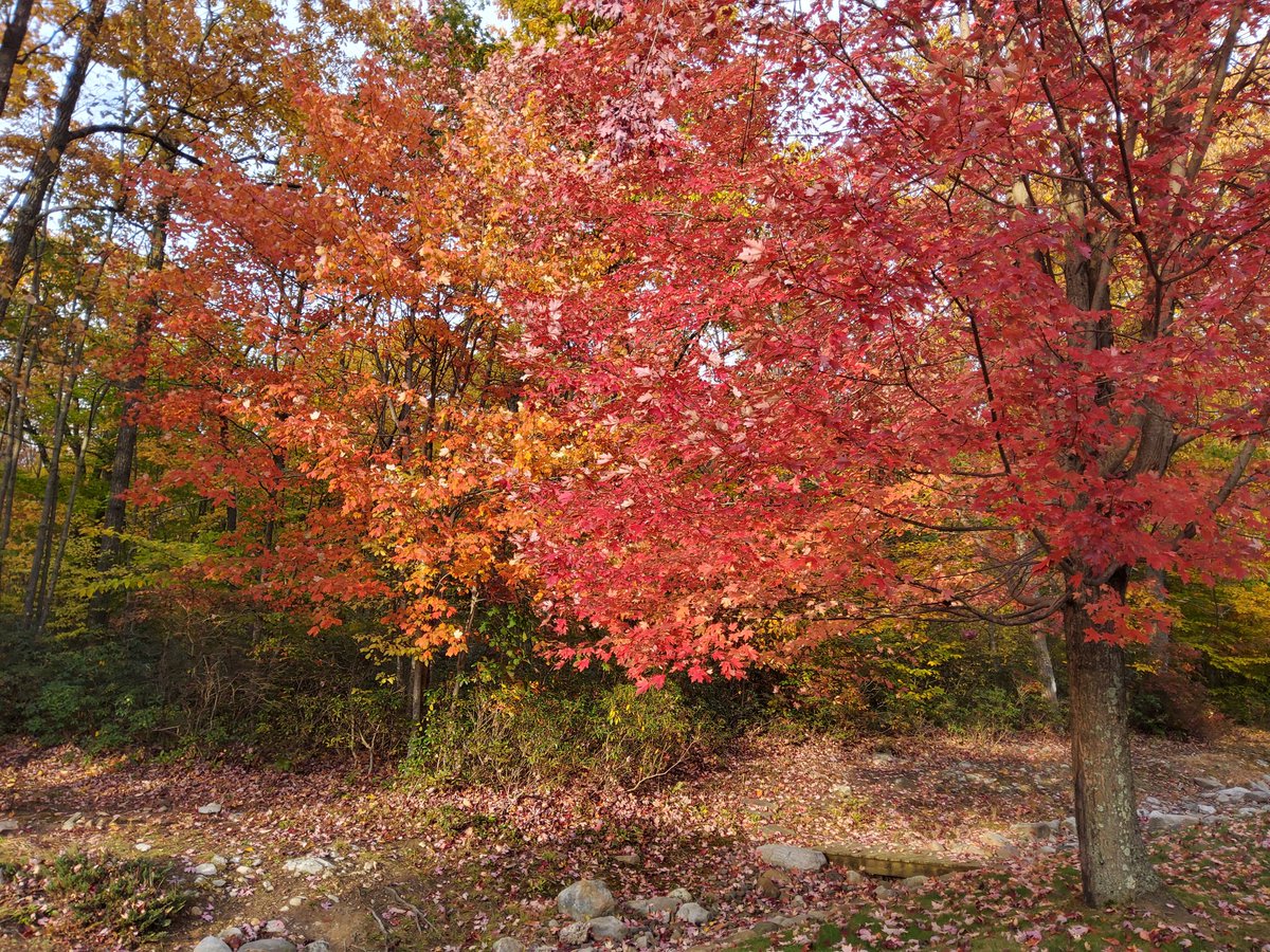 Beautiful in Pocono mountains...leaves are turning so fast...favorite time of year....fresh air vor Voting..let's start anew