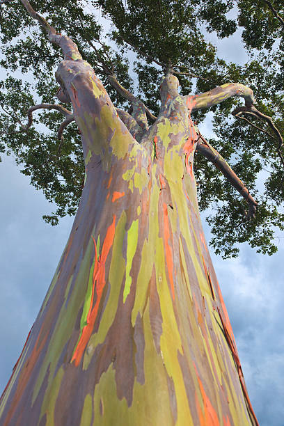 arbornote's tweet photo. Each week, our team chooses a tree of the week to learn about. This week is the Rainbow Eucalyptus (Eucalyptus deglupta). It gets its name from its smooth, orange-tinted bark that sheds in strips, revealing streaks of pale green, red, orange, gray, and purplish brown. https://t.co/Z13SlBTzJd