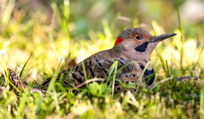 SandraBirdlover's tweet image. Swamp sparrow (lifer) at dusk nr CP Butterfly Gardens. And, sad news re concussed northern flicker. He died soon after I dropped him off @wildbirdfund, starving &amp;amp; in bad shape - another of so many #windowcollision bird victims at Circa CP at 110 St. 😔 #birdcpp @nypost @nytimes