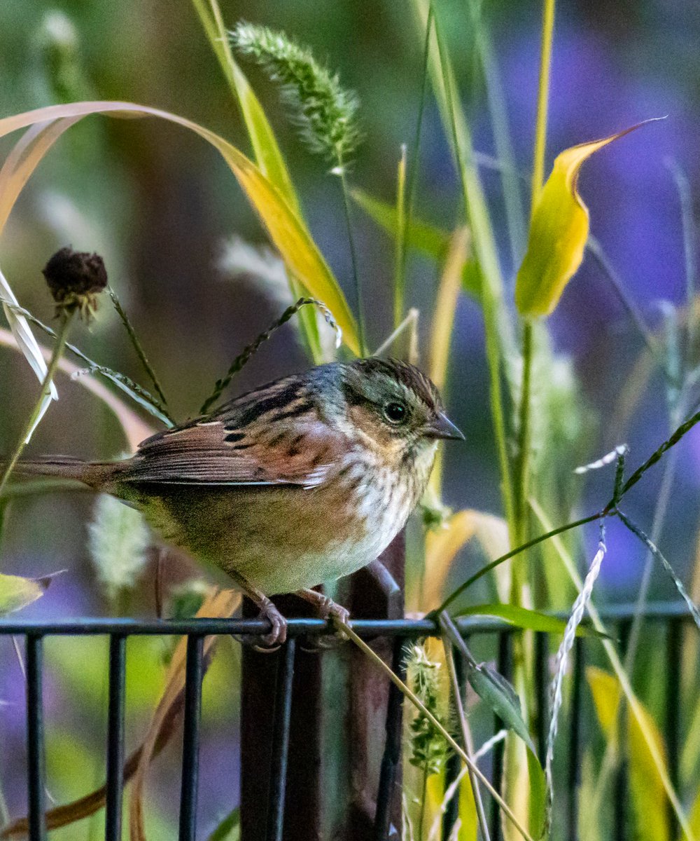 SandraBirdlover's tweet image. Swamp sparrow (lifer) at dusk nr CP Butterfly Gardens. And, sad news re concussed northern flicker. He died soon after I dropped him off @wildbirdfund, starving &amp;amp; in bad shape - another of so many #windowcollision bird victims at Circa CP at 110 St. 😔 #birdcpp @nypost @nytimes