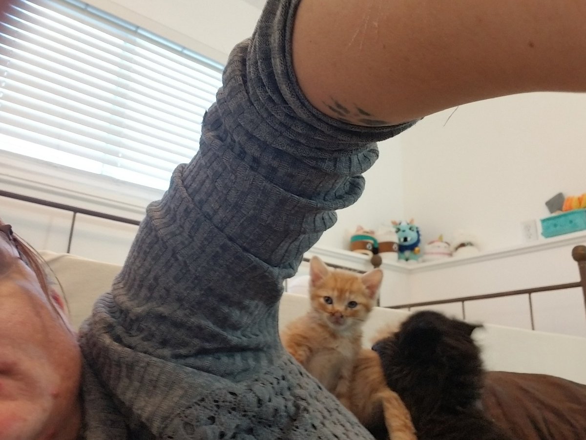 twistedgecko23's tweet photo. Held hostage by illegally smols https://t.co/Yu45HNRJbc