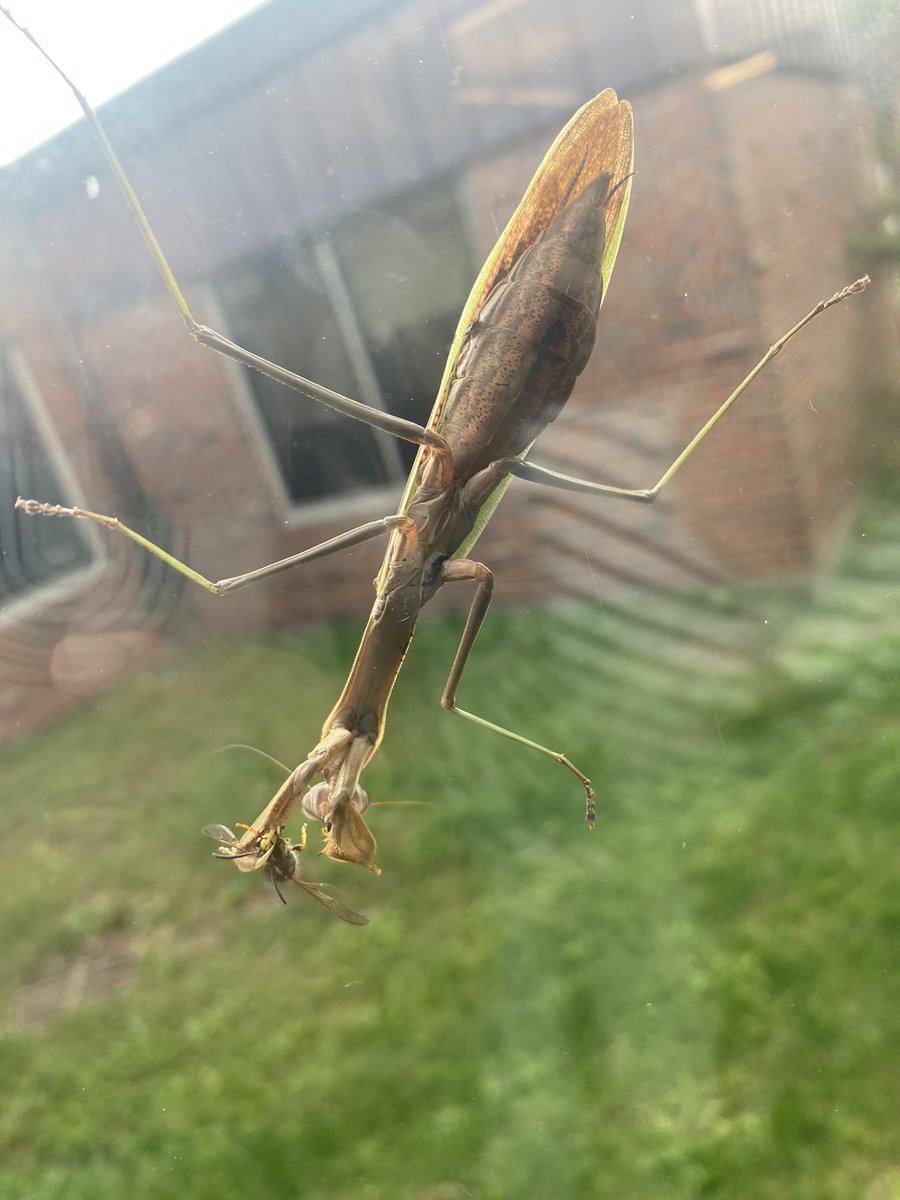 msarcuri1's tweet photo. todays writing lesson quickly turned into a science lesson when the praying mantis on our window caught a bee and began to eat it 🐝🪲 https://t.co/IKxc1mlYt0