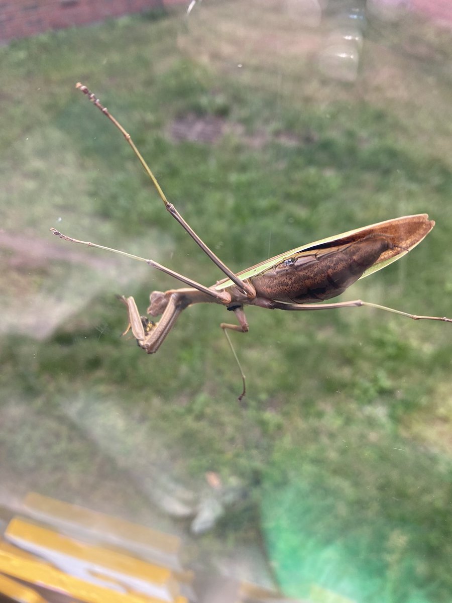 todays writing lesson quickly turned into a science lesson when the praying mantis on our window caught a bee and began to eat it 🐝🪲