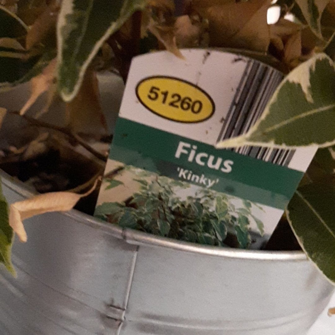 veefigrief's tweet photo. Who named this plant and why https://t.co/lf3sjiioV3