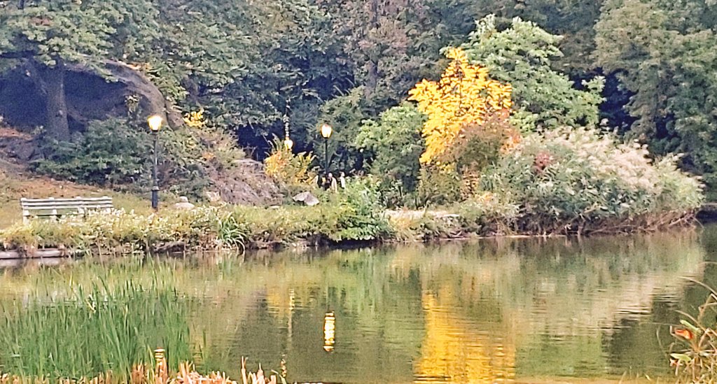 My_Cen_ParkNYC's tweet photo. Harlem Meer today in Central Park  @spann @thatssoUWS @UpperWestSide6 @iLoveTheUWS @HappeningHarlem @HarlemPatch #harlemmeer #centralpark #nyc #fallcolors2022 #fallfoliage @autumnleaves @AutumnColor https://t.co/9uYiYvCiZQ