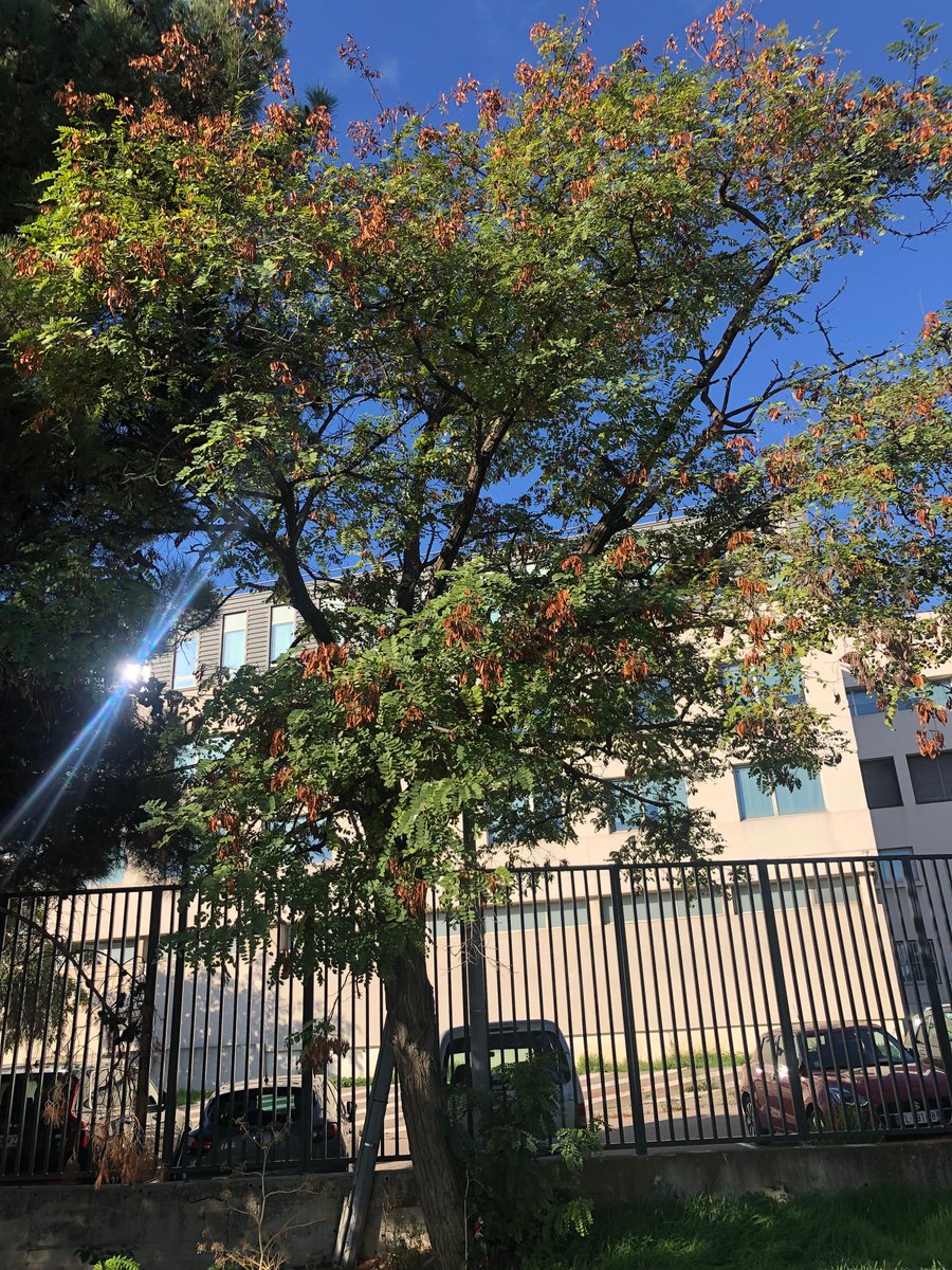 Clg_Ferry13_EDD's tweet photo. ODS Provence : Lancement du programme de sciences participative @ODSProvence avec nos espèces provençales présentes dans l’établissement :
    • Amandier
    • Platane
    • Robinier faux-acacia
    • Viorne tin
#ODD13 https://t.co/0KusO1K2in