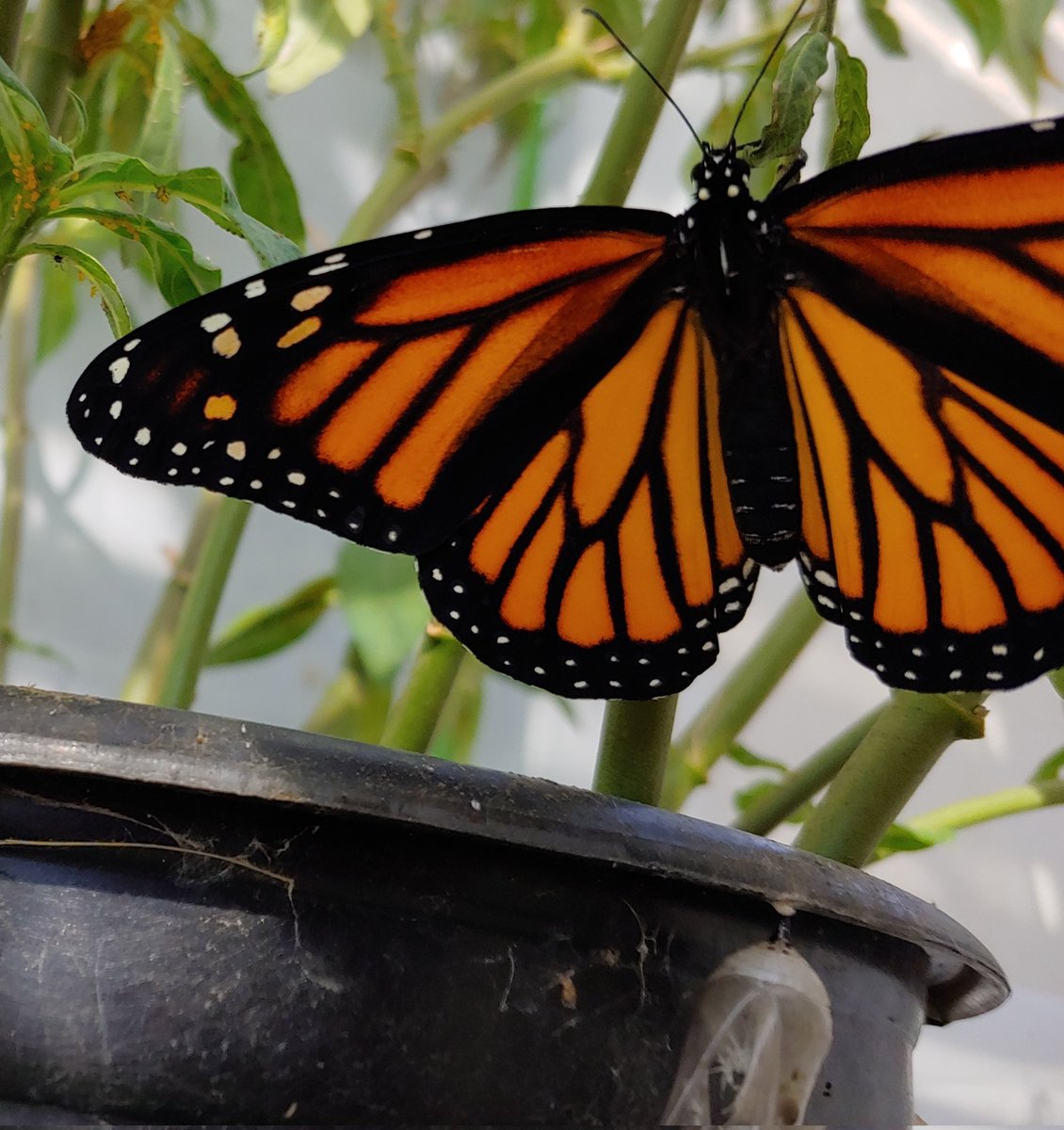 PaulaMargulies's tweet photo. Hello, beautiful. 🦋 #SanDiego  #monarch #eclose #itsagirl https://t.co/J4Y1jW7knN