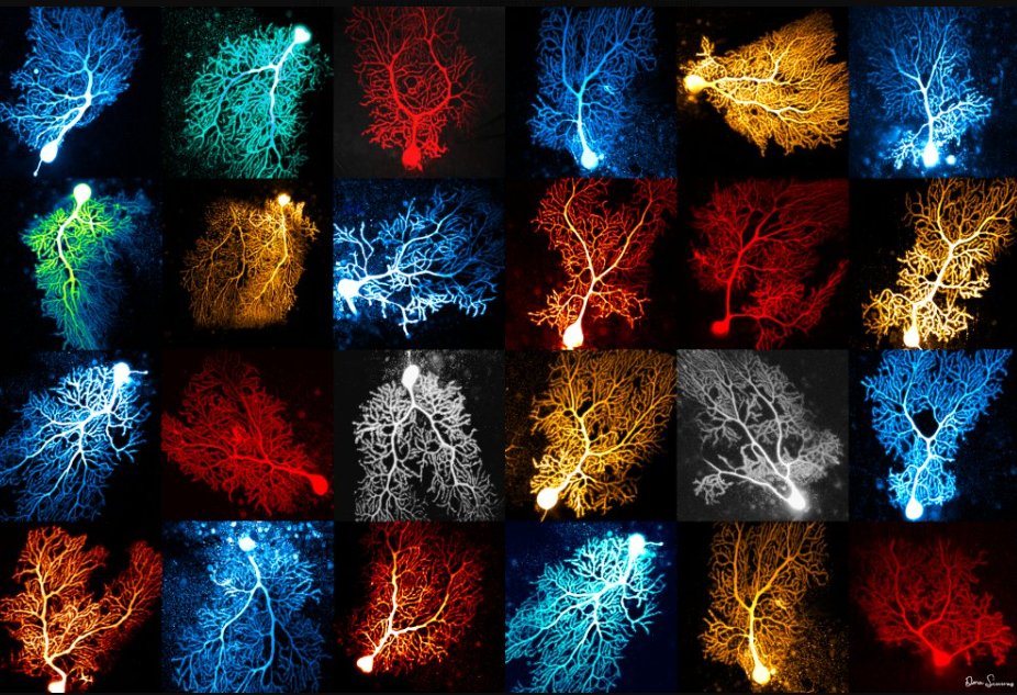 The art of neuroscience.

Credits: Dana Simmon

#neuroscience #neurotwitter #Science #Biology