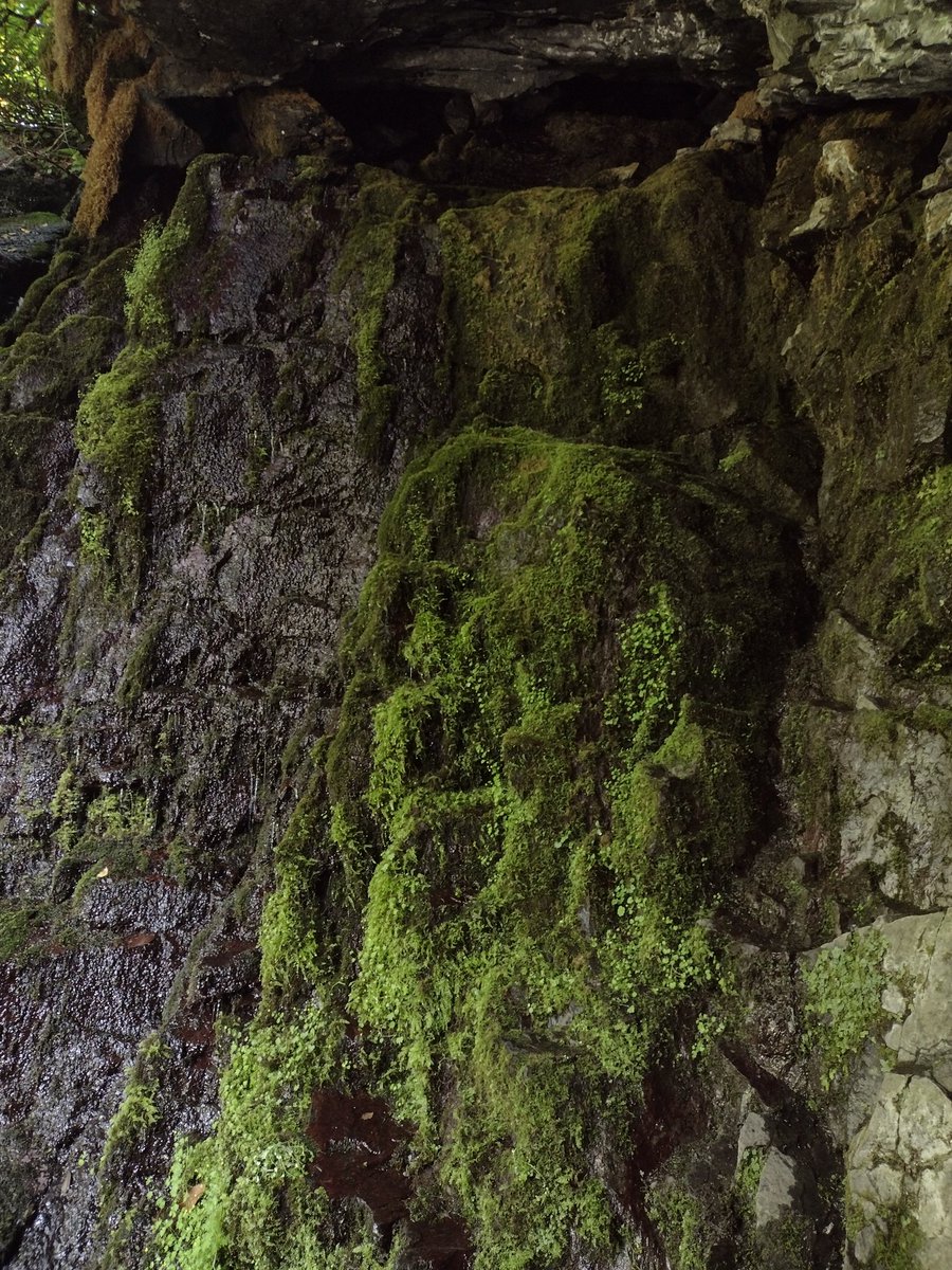 packly_'s tweet photo. #moss https://t.co/mPO1KMHFn9