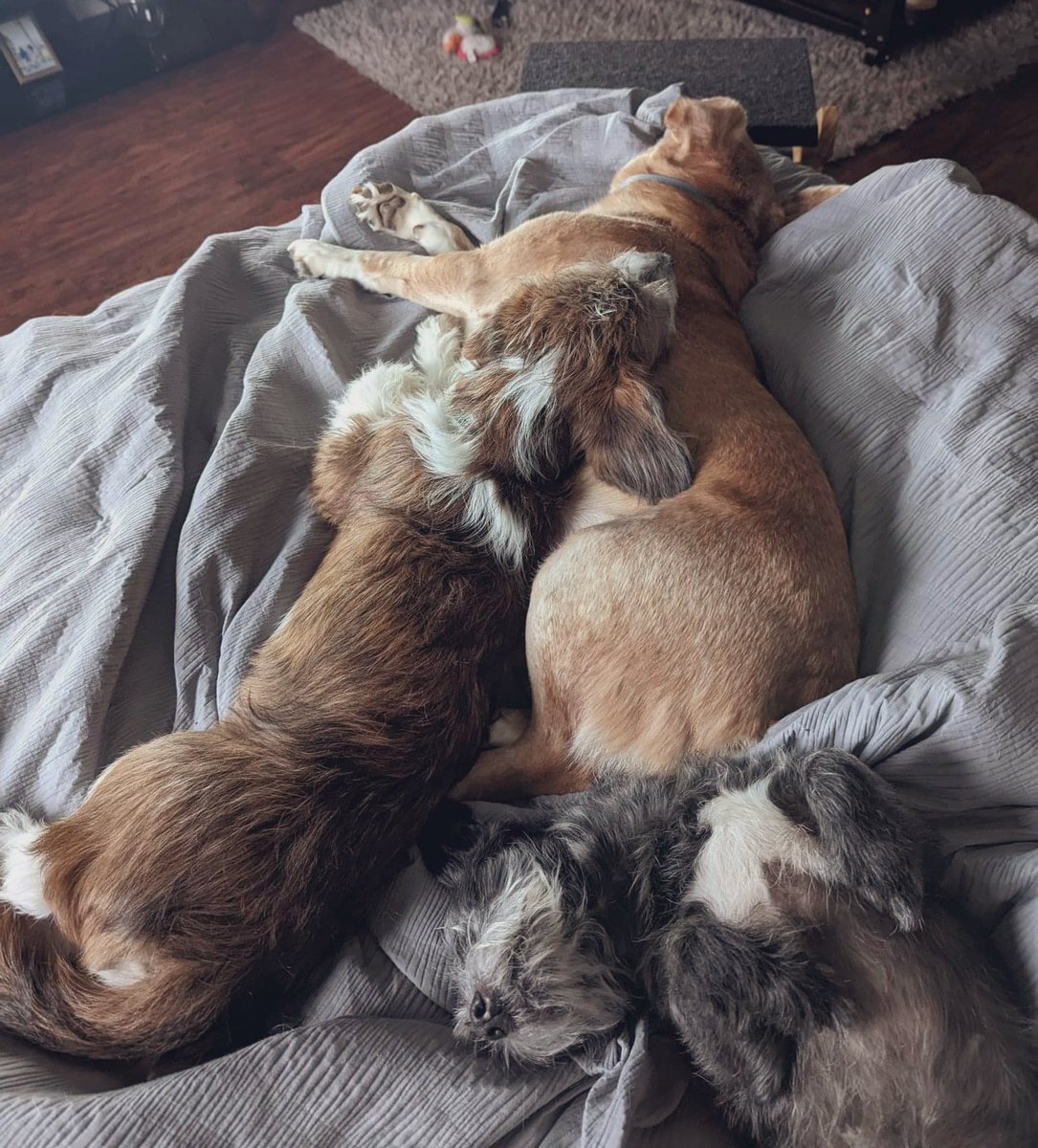 alamodequeen's tweet photo. 🤍 Los 3 Amigos 🤍
Top: “Rusty” (he) oldest- Corgi
Left: “Maple” (she) puppy- Corgipoo
Bottom: “Phoebe” (she) middle- Australian Terrier
#pets #dogsoftwitter #puppy #dogs #corgi #corgis #corgipoo #austrailianterrier #doglover #housedogs #traineddogs https://t.co/VdtuZUrGWz