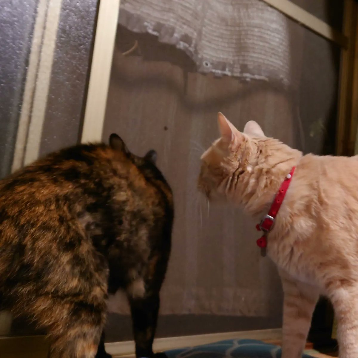 good2bnegative's tweet photo. 近所で火災発生。無事鎮火しました。消防さんありがとう❤

#猫 #ネコ #ねこ #サビ猫 #さびねこ https://t.co/dnHixPnfNr