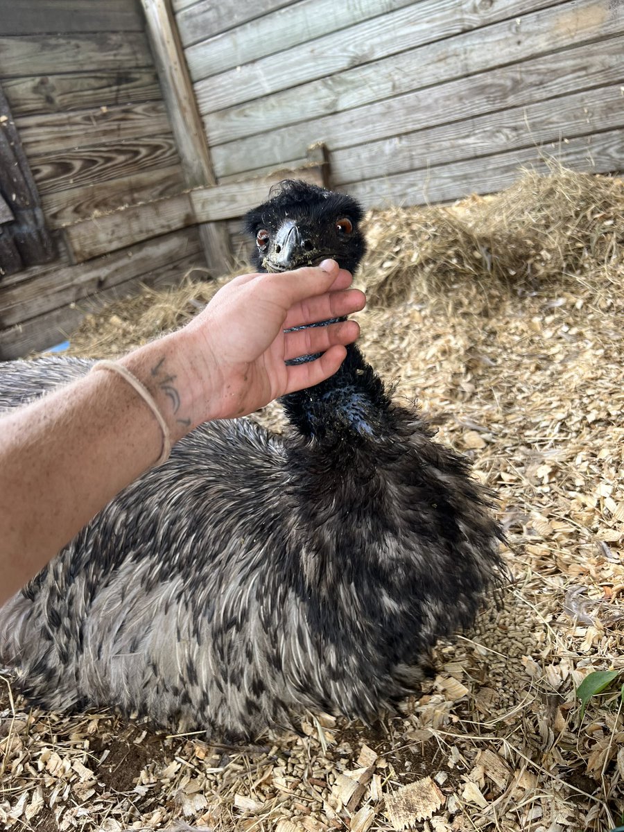 HI FRIENDS! THANKS FOR PRAYING FOR ME🫶🏻 I am absolutely dying to get back to pecking cameras once I’m all healed! xoxo, ETL