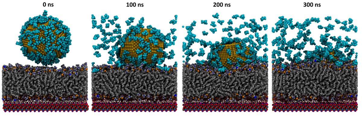 RMIT Research (@ResearchRMIT) on Twitter photo 2022-10-17 21:49:45 Scientists at @RMIT say their new research advances the potential of #nanomedicine 💊to cure conditions that are currently incurable, such as dementia and motor neurone disease 🧠. 👏👏👏 Read the full story: rmit.edu.au/news/all-news/… Scientists at @RMIT say their new research advances the potential of #nanomedicine 💊to cure conditions that are currently incurable, such as dementia and motor neurone disease 🧠. 👏👏👏 Read the full story: rmit.edu.au/news/all-news/…