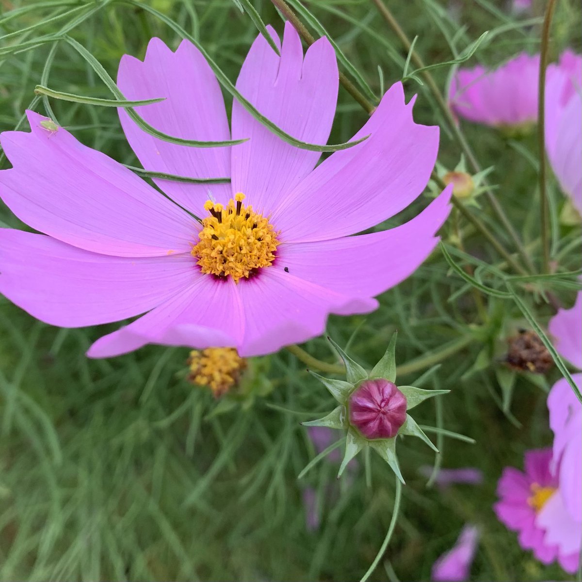 おはよう御座います(*´▽｀)ﾉﾉ 🌸🌸🌸花の便り🌸🌸🌸 秋色の風を感じ、九月頃～見頃を迎える可憐なコスモス。東京＆首都圏のお勧めは、浜離宮恩賜庭園・昭和記念公園です