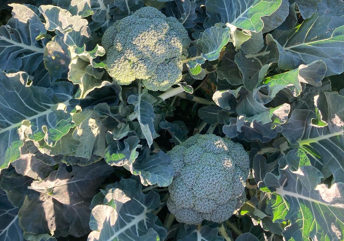 Some really nice #frillasti, an absolute beast of #spinnaker and some very uniform #andersia! Crops looking well in #countydublin today. #irishproduce #bayer4crops #irishvegetables #supportirishfarmers #farming #irishhorticulture #broccoli #lettuce #seminis #seminisvegetableseeds