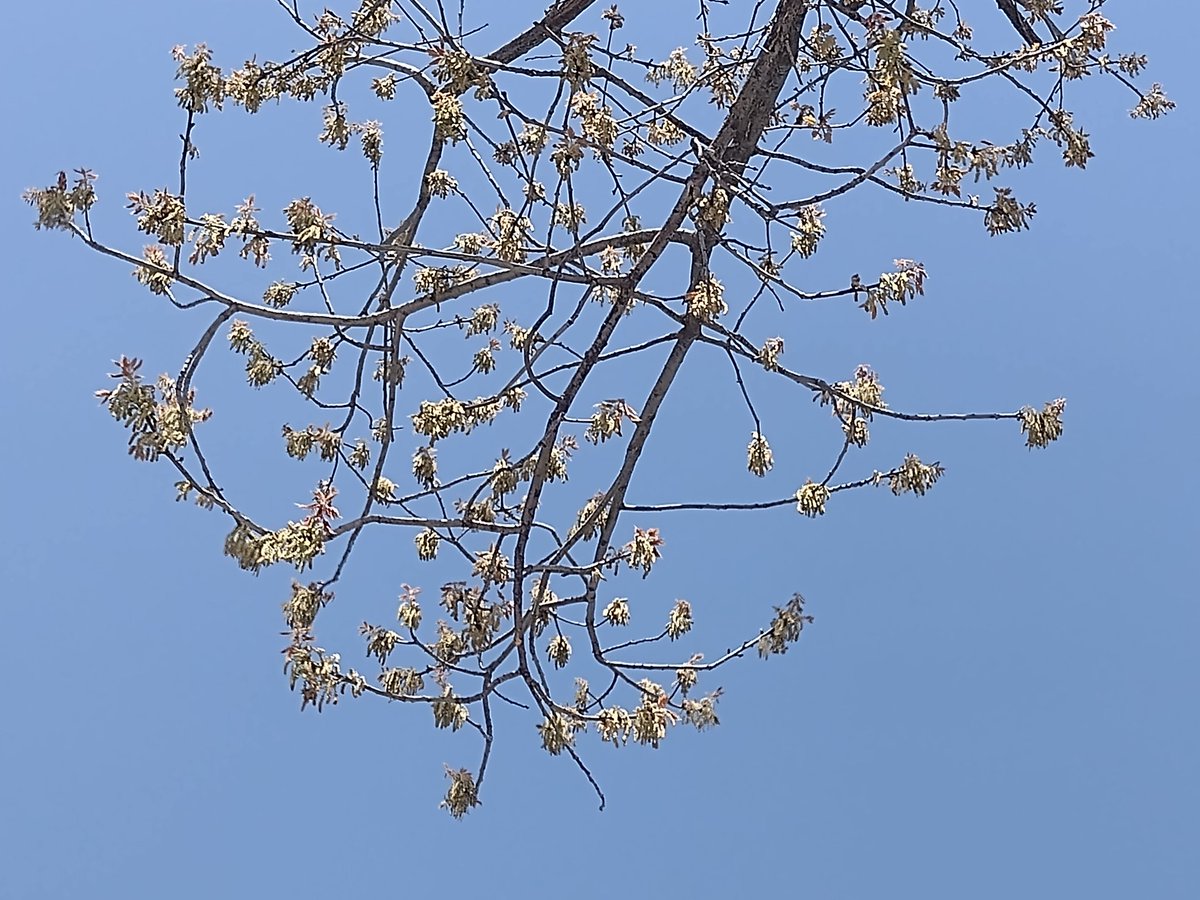 packly_'s tweet photo. #tree https://t.co/JS37djGyYE