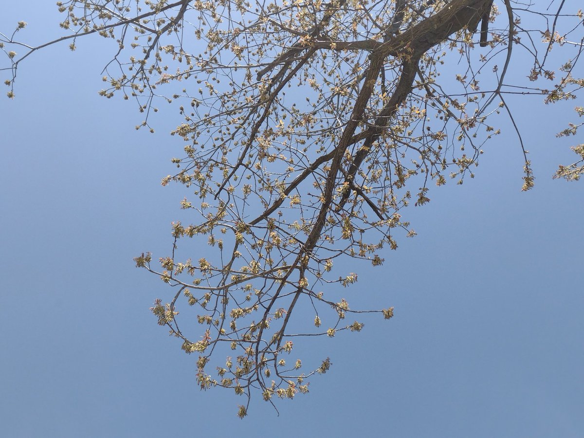 packly_'s tweet photo. #tree https://t.co/JS37djGyYE