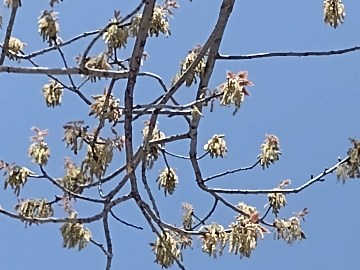 packly_'s tweet photo. #tree https://t.co/JS37djGyYE