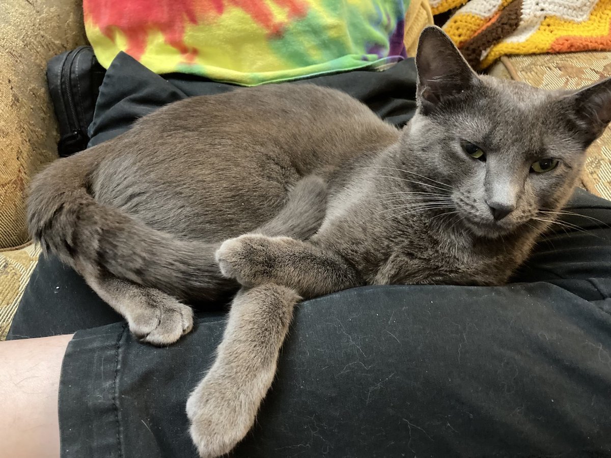 MonsterFWB's tweet photo. Hello sweet sweet audience! As promised (though much delayed) photos of a super very very cute cat that adopted Brad. https://t.co/E8KAmN3jv5