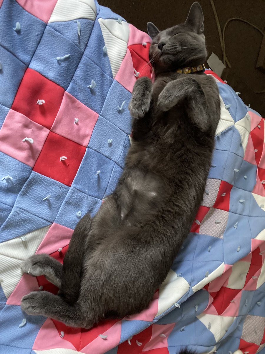 MonsterFWB's tweet photo. Hello sweet sweet audience! As promised (though much delayed) photos of a super very very cute cat that adopted Brad. https://t.co/E8KAmN3jv5