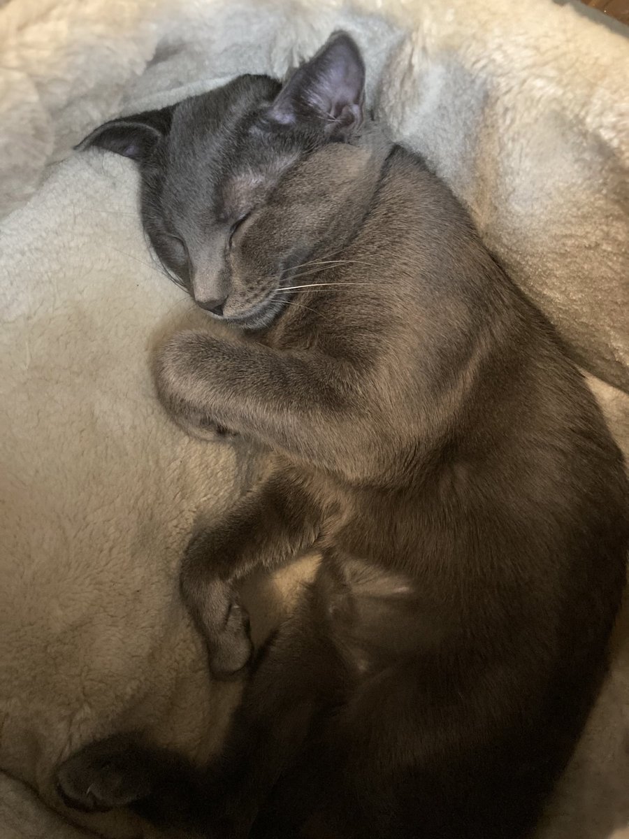 MonsterFWB's tweet photo. Hello sweet sweet audience! As promised (though much delayed) photos of a super very very cute cat that adopted Brad. https://t.co/E8KAmN3jv5