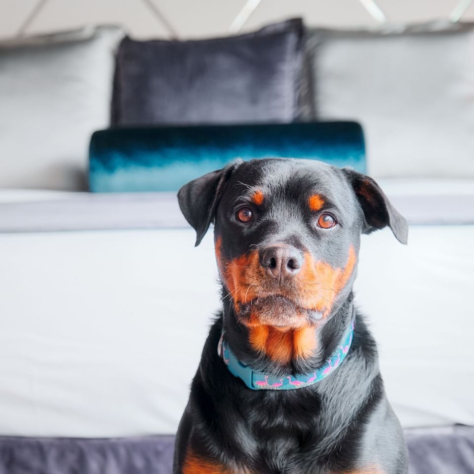 Vancouver is the perfect destination for pet lovers! With a wealth of things to do, we’re sure your furry friend will have a pawsome time exploring the city with you.

Paradox Hotel Vancouver welcomes you for a luxurious pet-friendly escape.