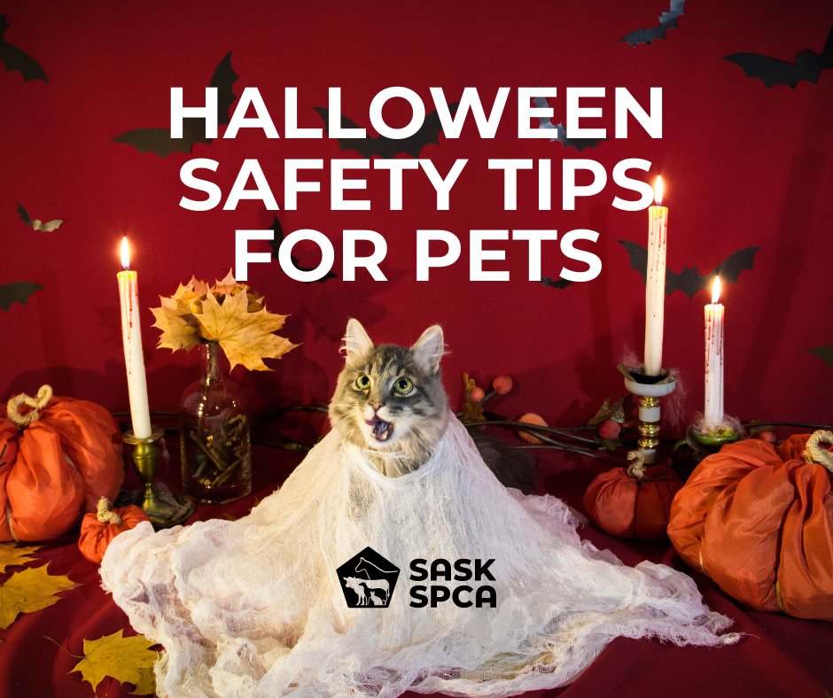 SaskSPCA's tweet photo. Some pets love the hustle &amp; bustle of Halloween; others find this spooky holiday a bit stressful. Animals are individuals, so while you enjoy the festivities, consider it from your pet’s perspective.

Learn about Halloween pet safety from @HumaneSociety: https://t.co/HLQesCeX9j https://t.co/Sf3YMedGz1