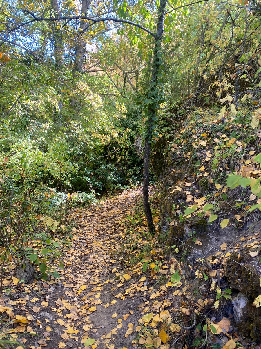 alfonsomascob's tweet photo. #otoño en #Cuenca https://t.co/XX2YwXlorS