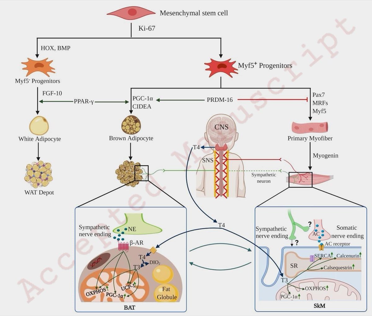 mahiGaur85's tweet photo. Congratulations @SunilPani12 &amp; @SuchandaDey2 on publishing the review article in @JMolEndo entitled "Brown-to-white fat transition overlap with skeletal muscle during development of larger mammals: Is it a coincidence?"
https://t.co/RqcLUA3XBZ 
#AdiposeTissue #BrownFat #Mammals https://t.co/u50ydEF3d1