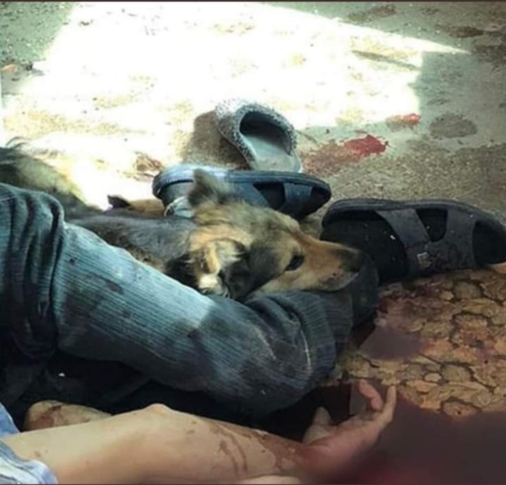 perezreverte's tweet photo. Lealtad.
Y hay quien los abandona o los maltrata. https://t.co/bNUhFSvILQ