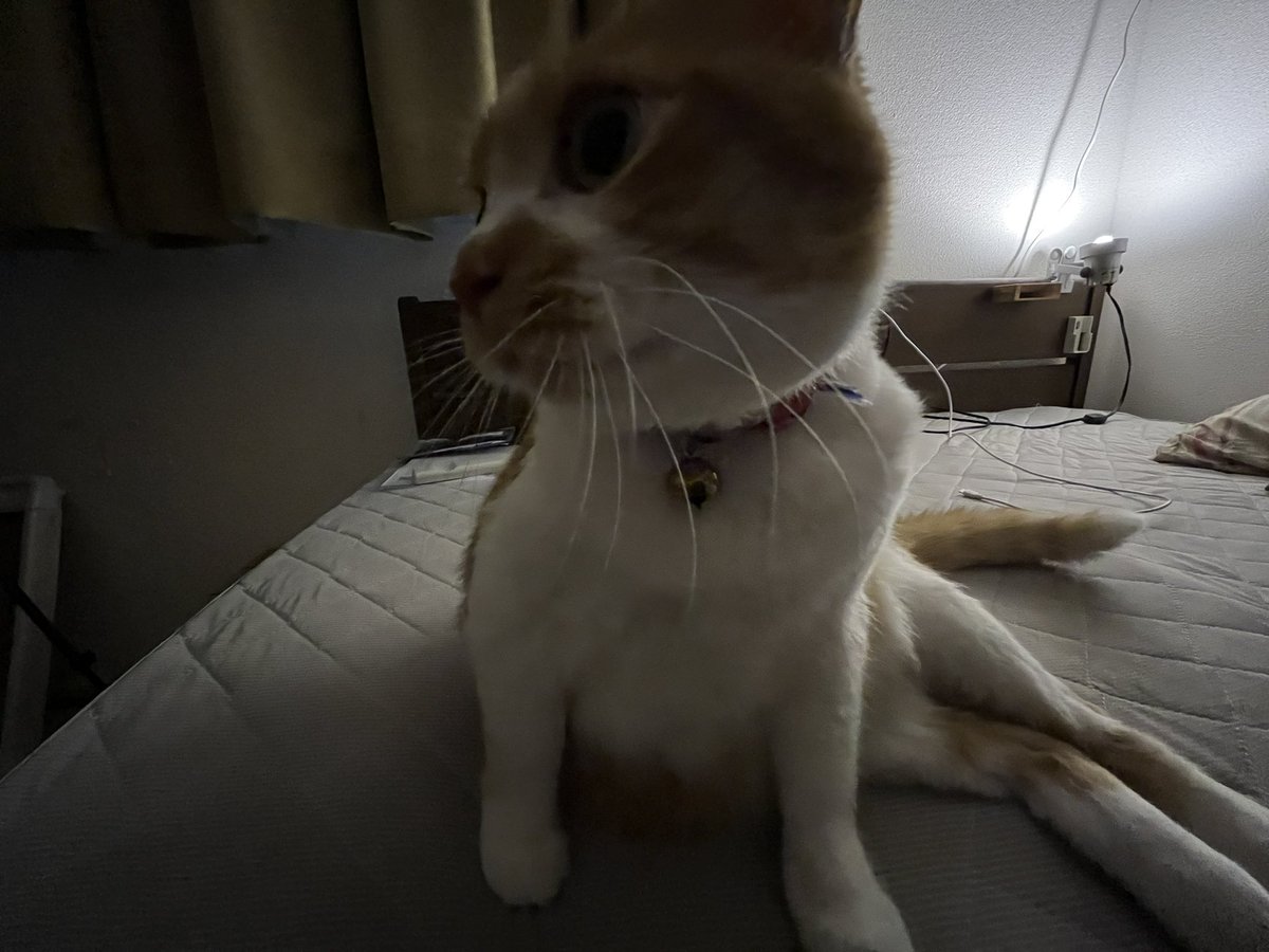 domoten37's tweet photo. お互い寝起き❗️
#domoten37 
#ぱっぱちゃん
#保護猫
#猫部屋
#猫のいる暮らし
#猫のいる生活
#猫好きさんと繋がりたい
#茶トラ
#茶白
#2人暮らしの食費を３万円に抑えたい希望�� https://t.co/EGhj66nbaq
