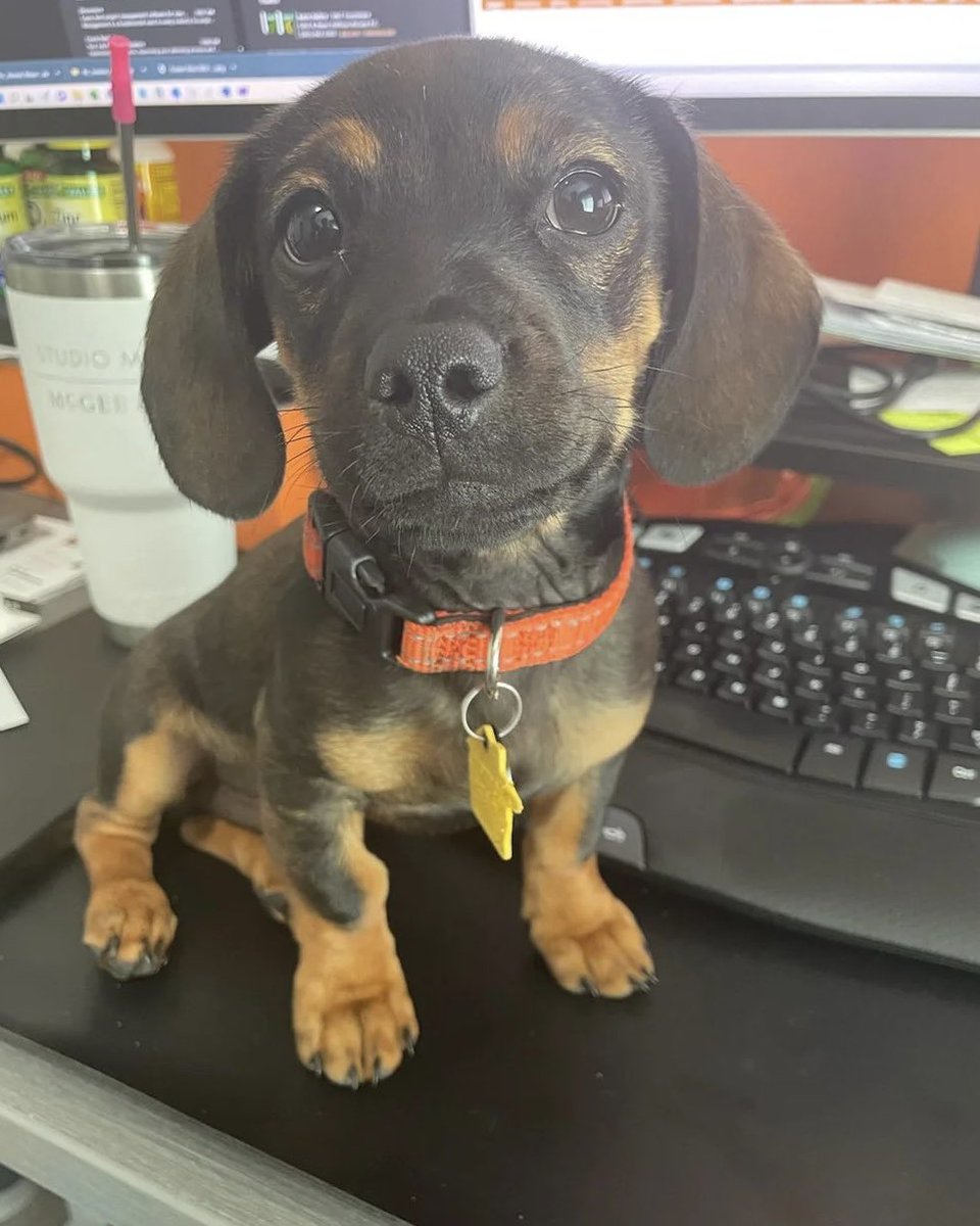 dog_rates's tweet photo. This is Milo. He has drastically decreased productivity in the office since starting. Was also named employee of the month. 12/10 https://t.co/NoxdTQOzZR