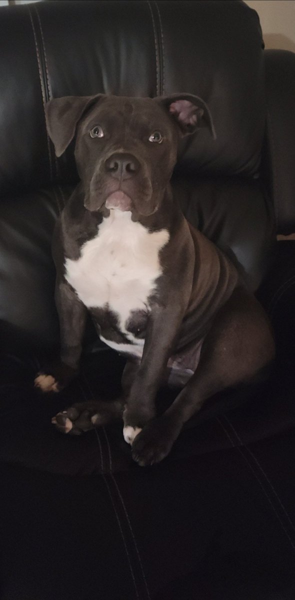 Craig's Council tweet media