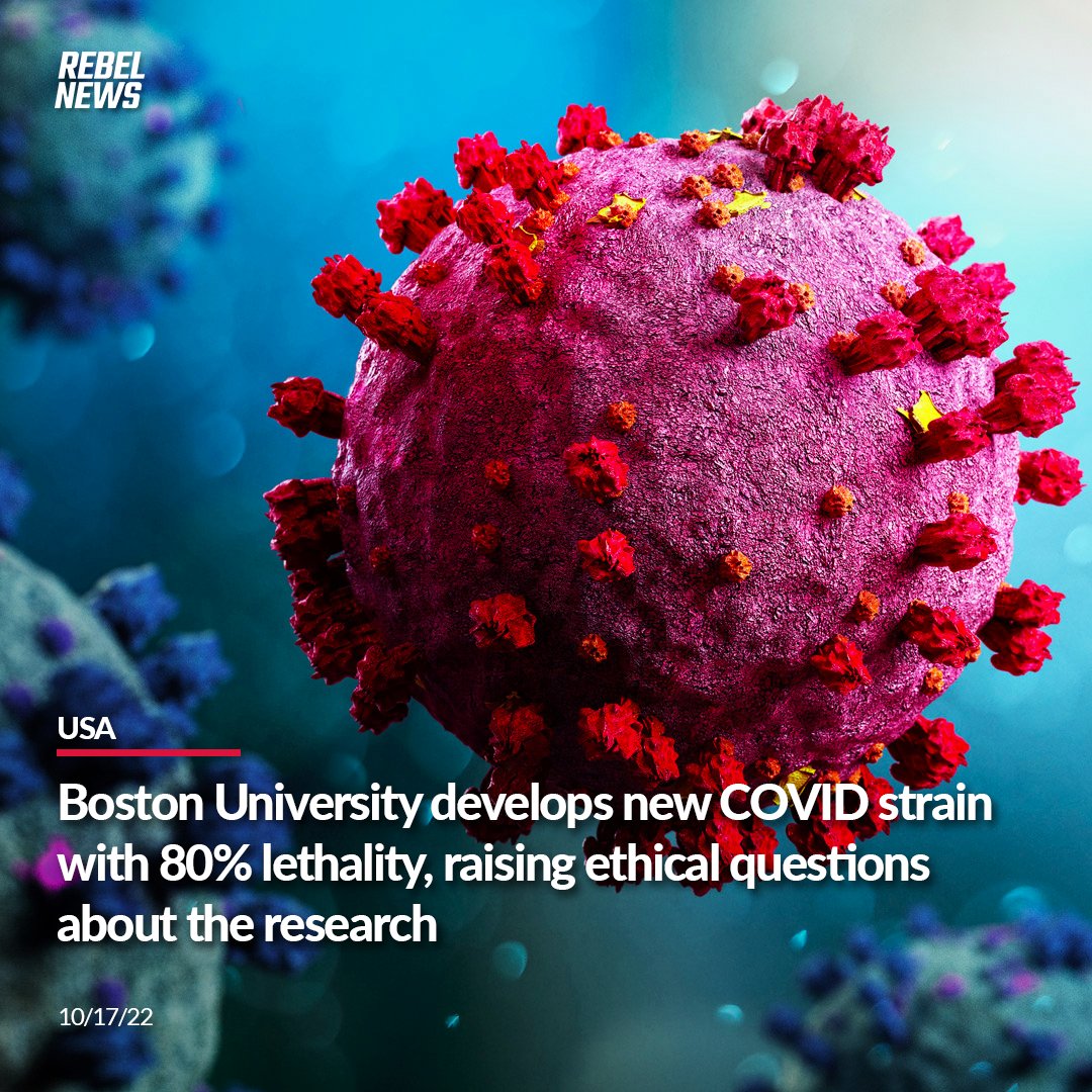 RebelNewsOnline's tweet photo. Researchers at Boston University have developed a new strain of COVID-19 that has an 80% kill rate on mice infected with it.

MORE: https://t.co/BHt0NwRQm7 https://t.co/GWSmcRT1NT