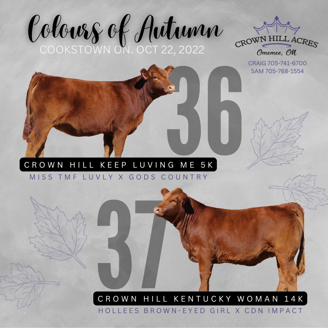 Join us this Saturday in Cookstown or online at DV Auction issuu.com/bohrsonmarketi… Two high quality lots on offer from CHA! <a href="/crownhillacres/">Craig Kennedy</a>